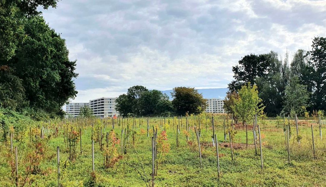 La qualité du logement à Genève: une réforme pour relever le défi!