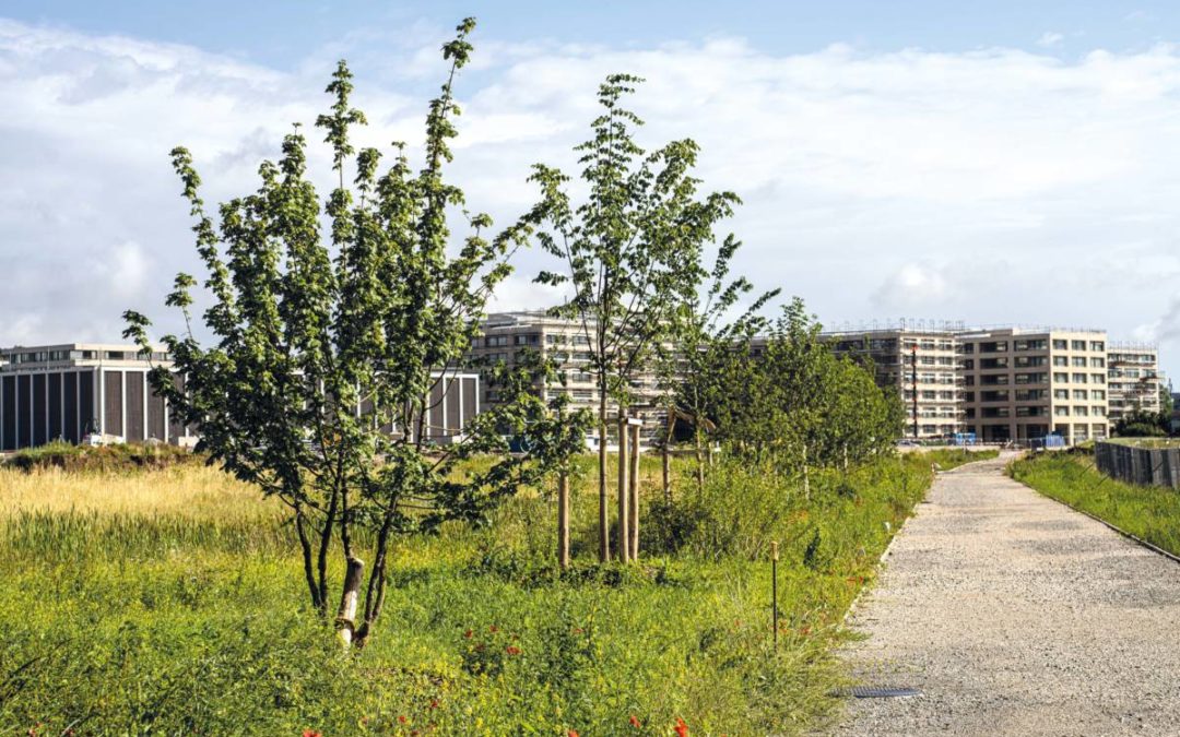 L’arbre en ville, un allié de taille!