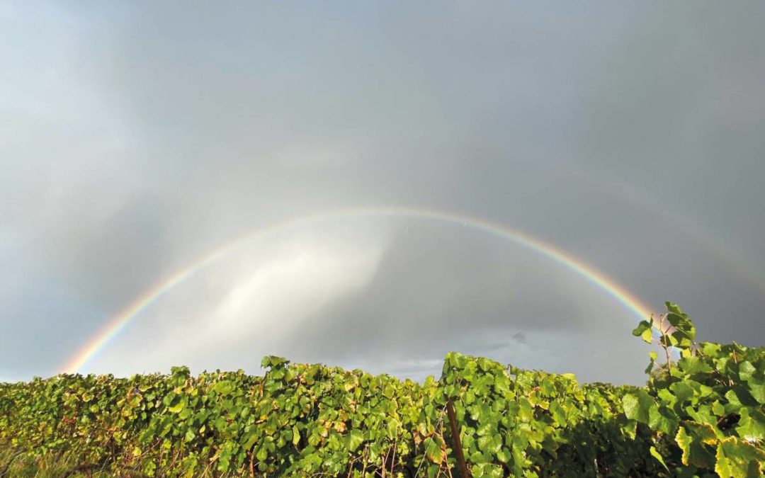 Un vignoble respectueux de la nature et du vivant