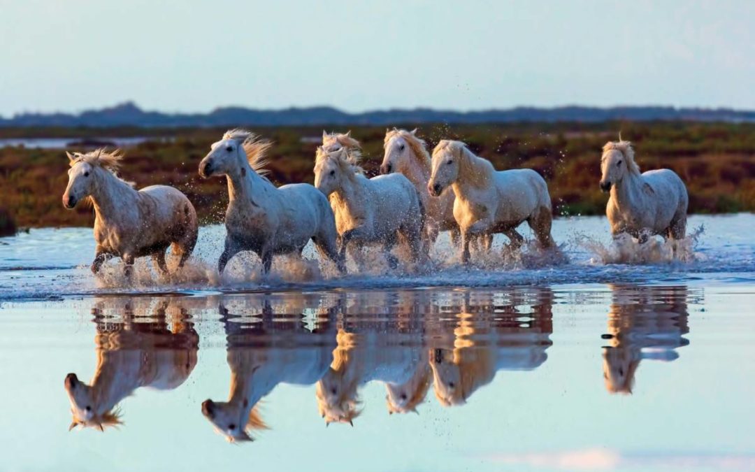Le cheval mérite davantage d’égards!