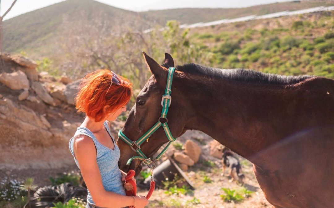 Nos chevaux sont nos partenaires