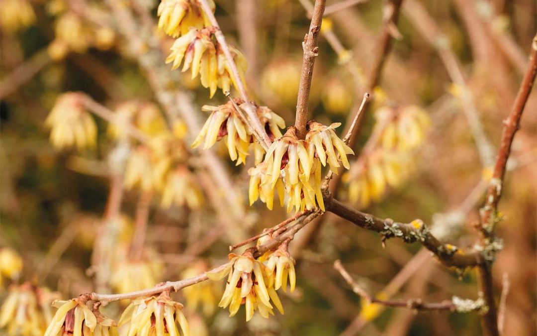 Les belles d’hiver n’ont pas clos leur règne