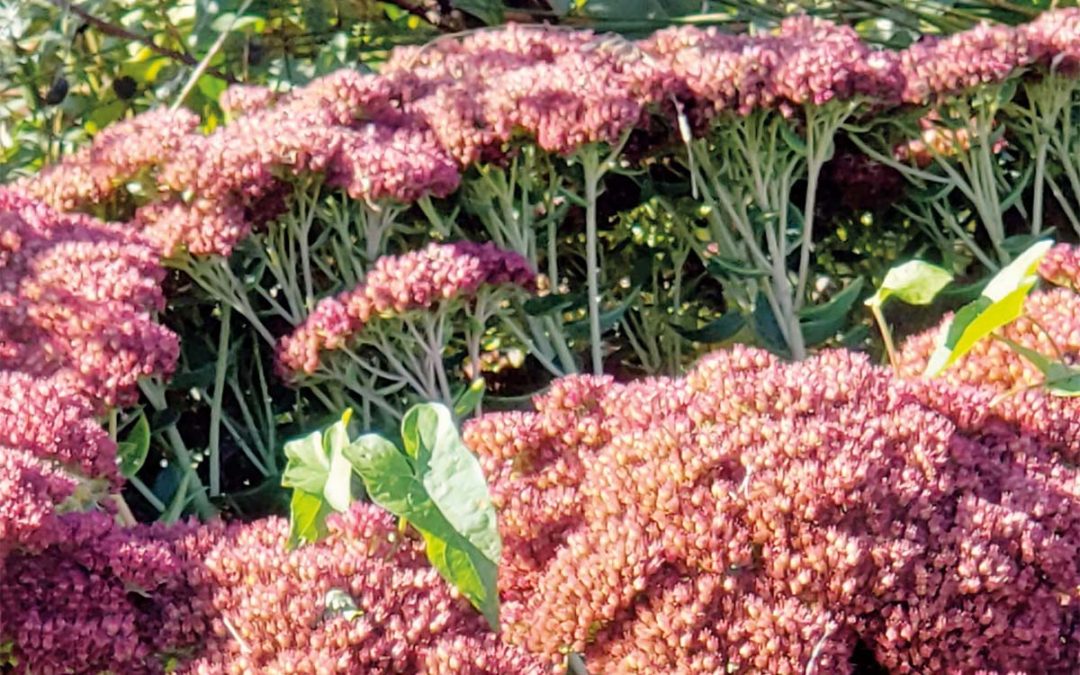 Les sédums, princes du printemps, ont toutes les vertus