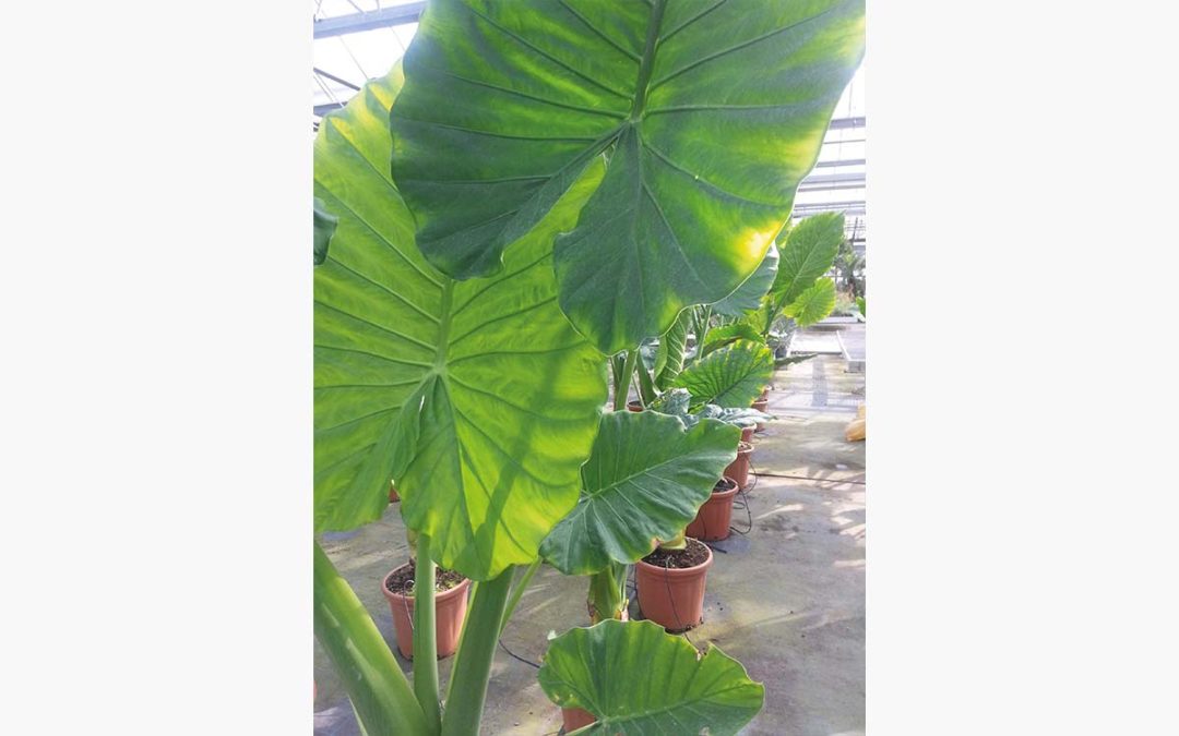 Spectaculaires: les plantes a feuilles xxl