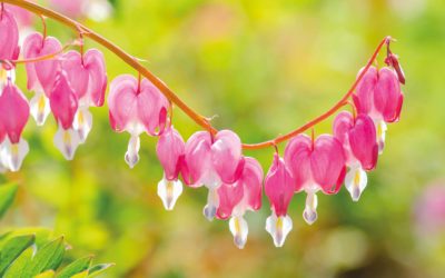 Des fleurs comme des pendentifs