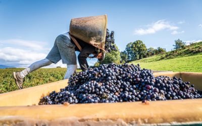 «Des vins fins et rafraîchissants»